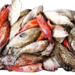 Ikan Dasar