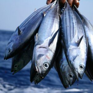 Ikan Cakalang