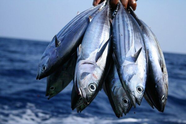 Ikan Cakalang