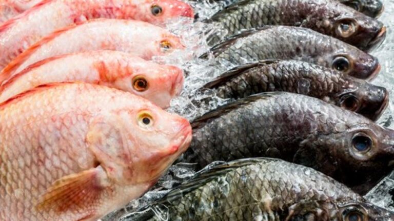MANFAAT MAKAN IKAN BAGI KESEHATAN