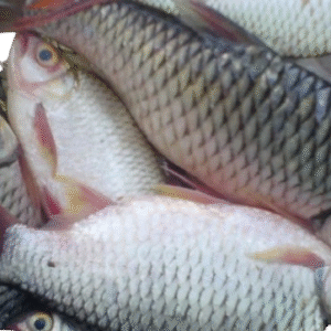 Ikan Nila Segar