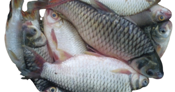 Ikan Nila Segar