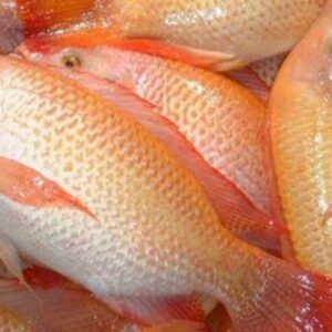 Ikan Kakap