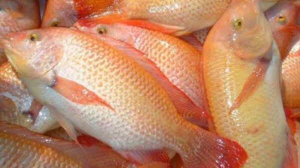 Ikan Kakap
