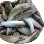 Ikan Lele