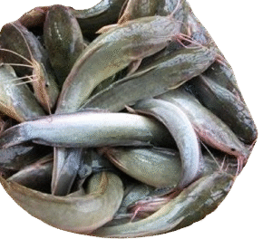 Ikan Lele